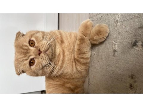 Ücretsiz sahiplendirme scottish fold