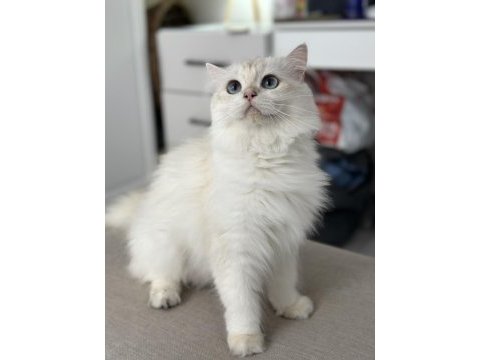 Uysal british longhair