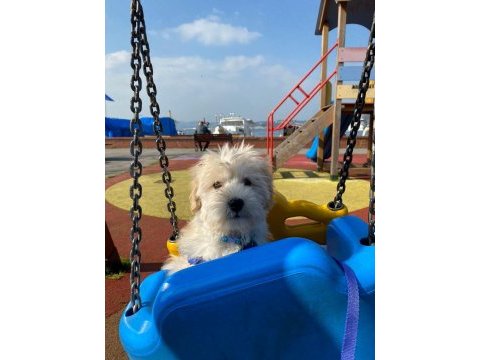 Sahibinden satılık 3 aylık maltipoo