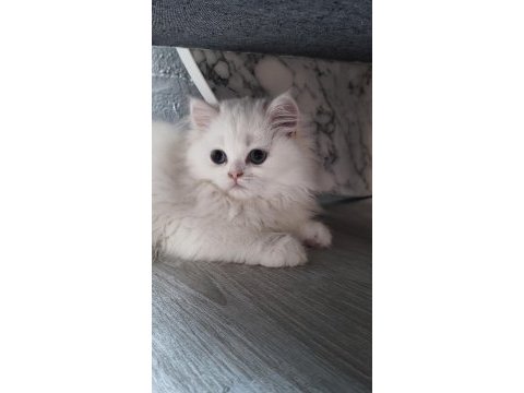 Beyaz kar topu chinchilla kedim