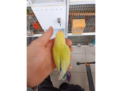 Yeme düşmüş mutasyon sevda bebekler