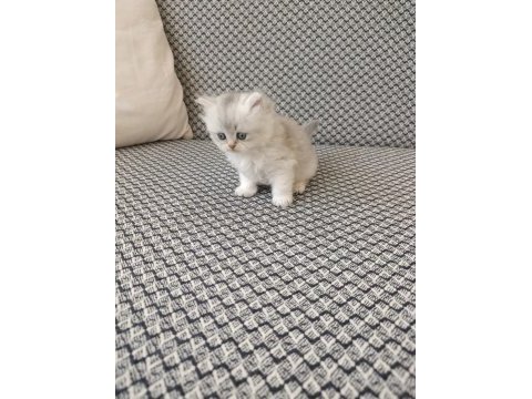 Silver kız kardeş kediler
