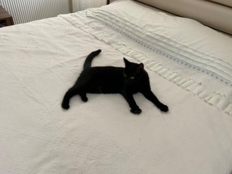 Bombay kızımız zeytin