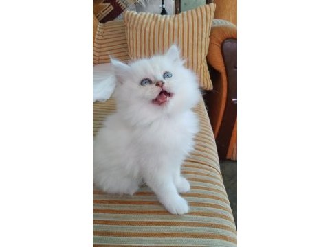Silver point british longhair