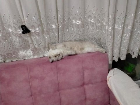 British shorthair damat arıyoruz