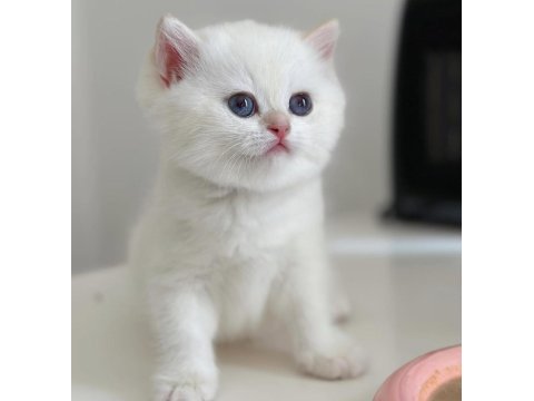 Kar beyaz silver british shorthair 