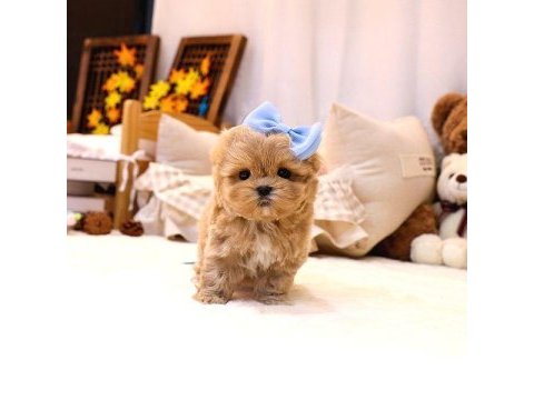 Mutluluk sembolü maltipoo yavrular