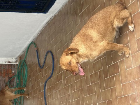 15 aylık 1 erkek ve 2 dişi köpekler