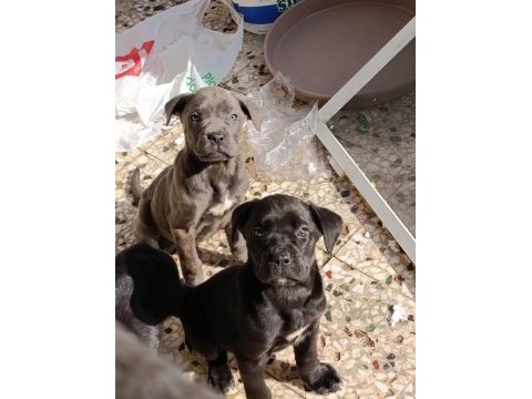 Safkan şecereli a+ cane corso