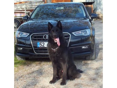 Solid black alman kurdu oğluma eş arıyorum