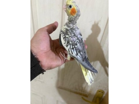 38 günlük konuşturmalık bebek sultan papağanı
