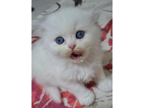 Tatlı kedim helenim