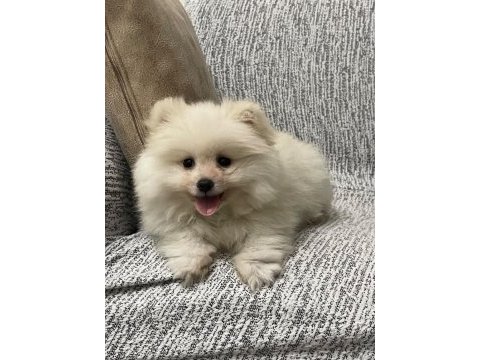 Oyun cambazı pomeranian köpeğim