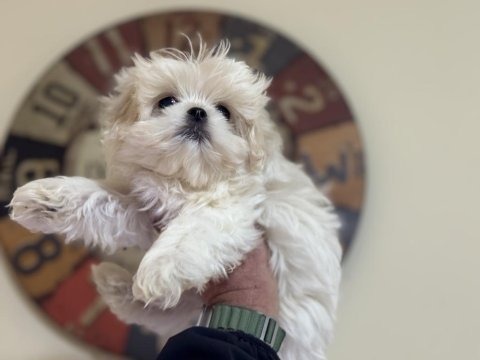 Show kalite kore kan maltese yavrularımız