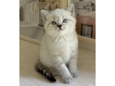 Ev ortamında büyüyen british shorthair yavrular 