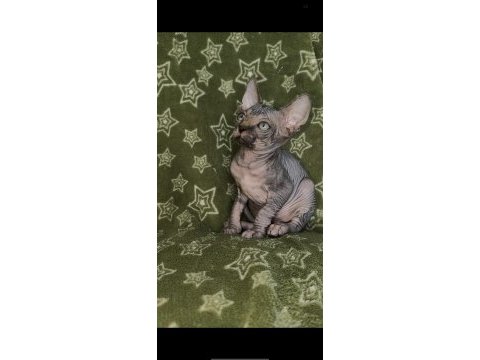 Naked beauty sphynx cattery kediler