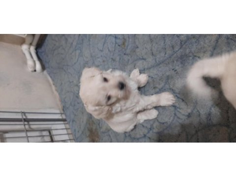 Minnaklar maltipoo