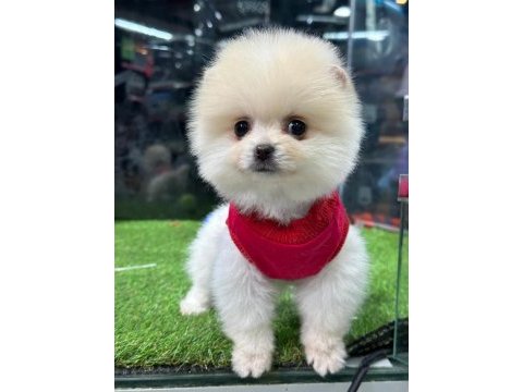En tatlı pomeranian boo bebekler