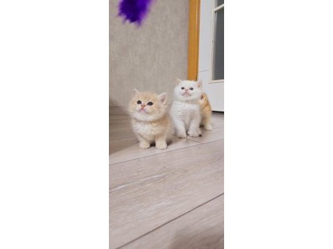 British shorthair yavrular üst kalite show her kodda yavru