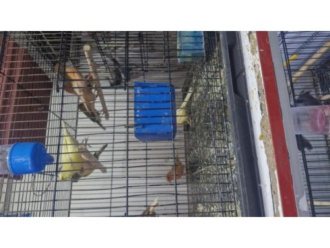 Kanaryalar birbirinden güzel öten kuşlar