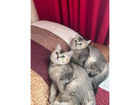 Safkan british shorthair black golden yavru kediler
