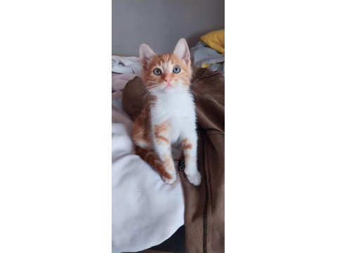 Kedimiz misha oğlum