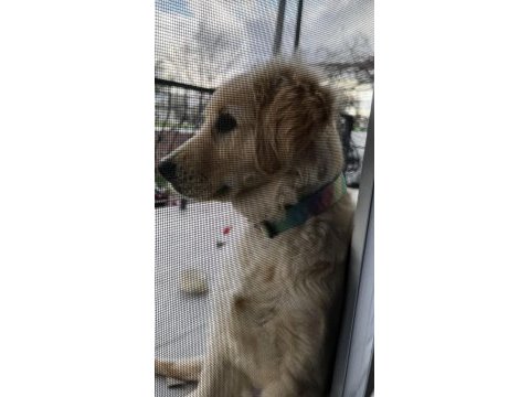 7 aylık golden retriever