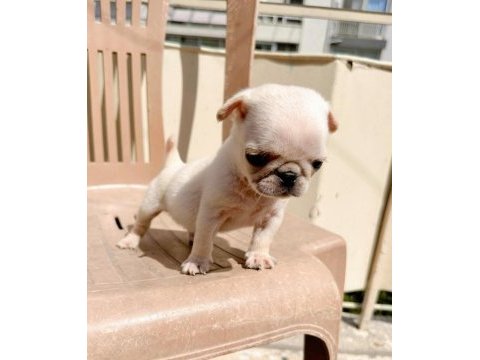 Black tan platinium choco carrier erkek egzotic pug