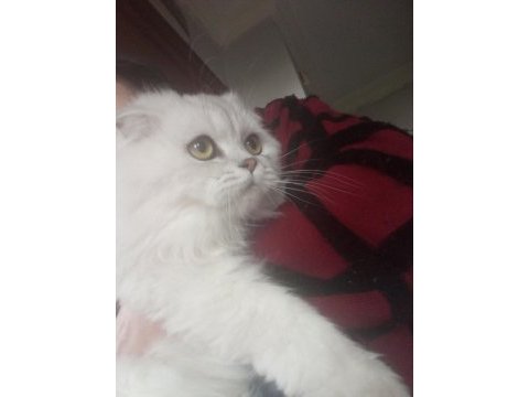 British longhair leon a yeni yuva