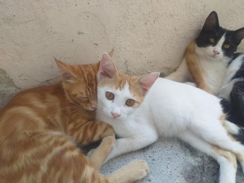 Acil yuva aranıyor tekir