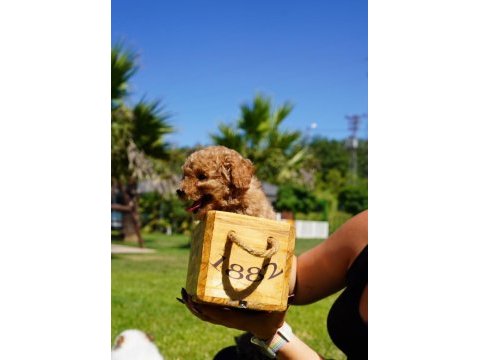 Eğitilebilir toy poodle yavruları ile evinize neşe katın
