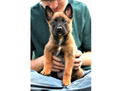 Malinois yavrular