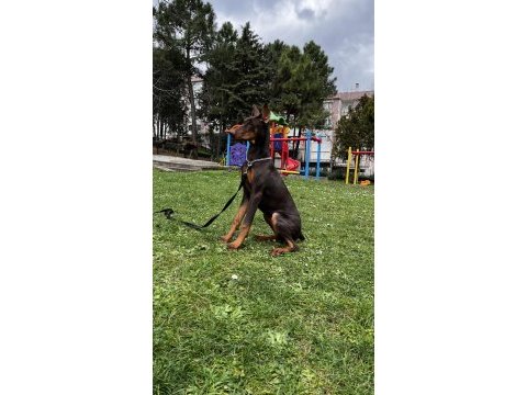 6 aylık kızıl doberman
