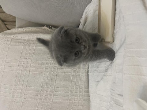 Safkan a kalite yavrular scottish fold erkek