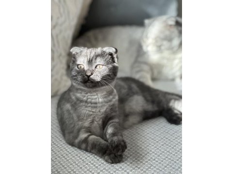 Scottish fold cinsi güzel kızım