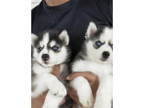 Sibirya kurdu köpeği