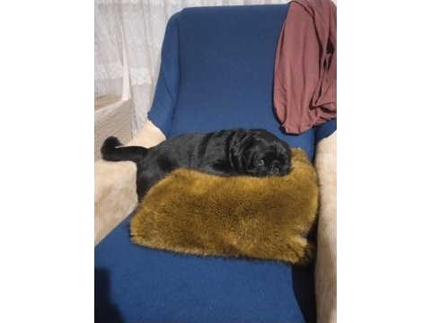 Erkek siyah pug 4 yaşında