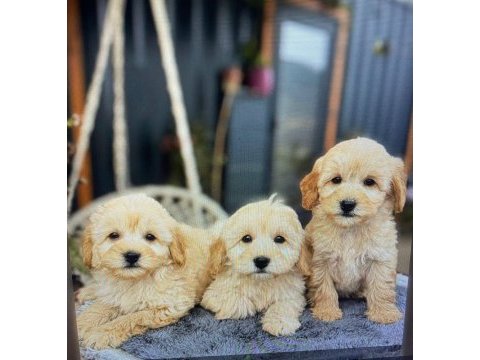 Yavru golden retriever köpeği