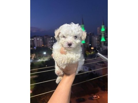 Kore maltese