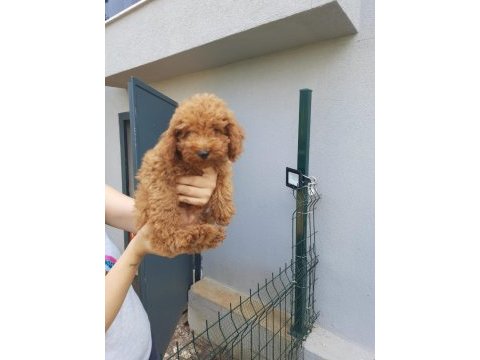 2 dişi ve 1 erkek toy poodle