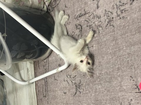Ankara kedisi kırması 2 aylık dişi