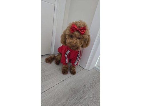 Kahverengi kore toy poodle
