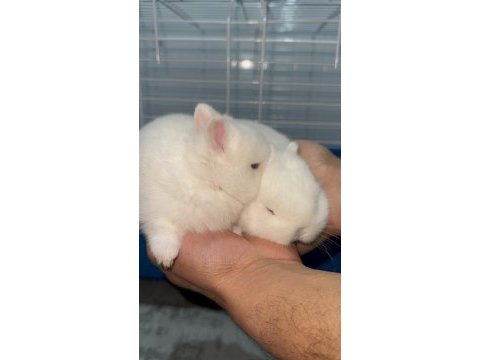 Hermelin hollanda cüce tavşan
