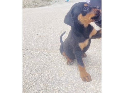Rottweiler