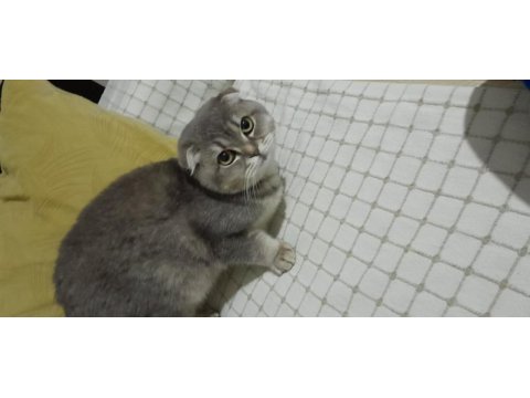 6 aylık dişi scottish fold
