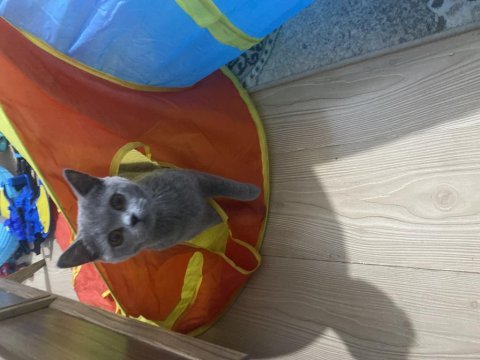 British shorthair eşleştirme (babalık hakkı verilecektir)