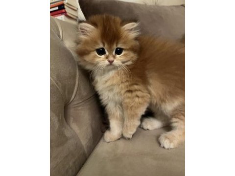 Saf kan 2 aylık british longhair yavrumuz