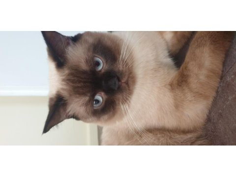 11 aylık british shorthair çiftleştirme