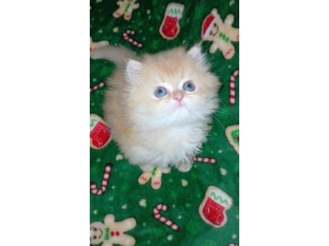 Golden ny12 erkek british longhair yavrum