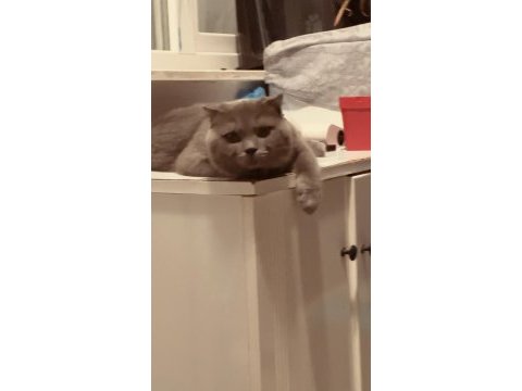 Scottish fold kedimi ücretsiz sahiplendirmek